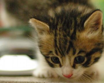 kitten
